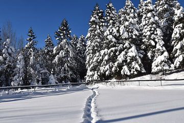 Footprints in the snow by Claude Laprise