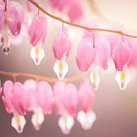 Dicentra