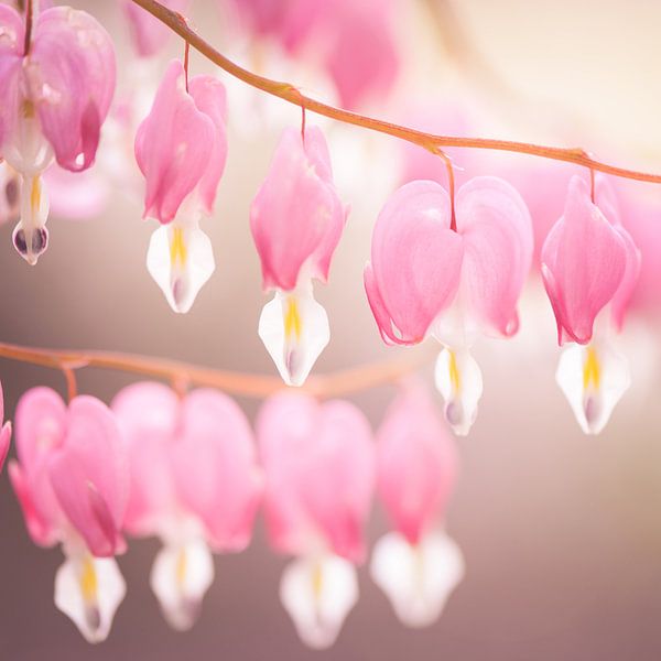 Dicentra by Foto NVS