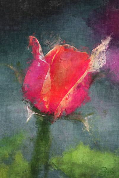 roze roos van Roswitha Lorz