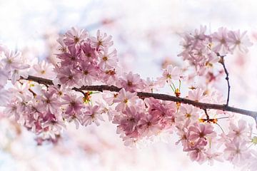 Fleurs de cerisier japonaises en pleine lumière sur marlika art