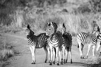 Zebra's in Krugerpark, Zuid-Afrika, zwart-wit
