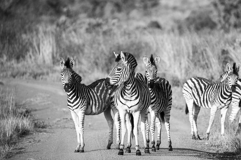 Zèbres dans le parc Kruger, Afrique du Sud par HansKl