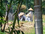 Balinese vrouwen op het veld van Anita Tromp thumbnail