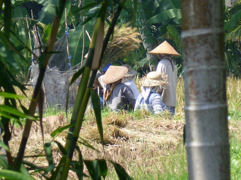 Balinese vrouwen op het veld van Anita Tromp
