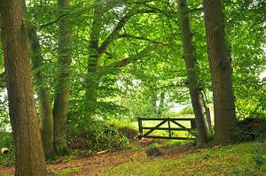 Forêt avec clôture agricole en bois sur Corinne Welp