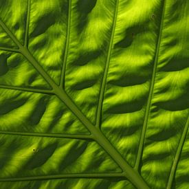 Leaf structure van Annasus Nenolas