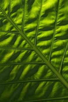 Leaf structure
