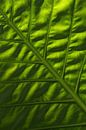 Leaf structure van Annasus Nenolas thumbnail