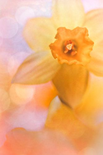 De lente is al in mijn gedachten