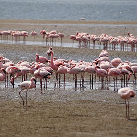 flamingo's op het strand sur Erna Haarsma-Hoogterp