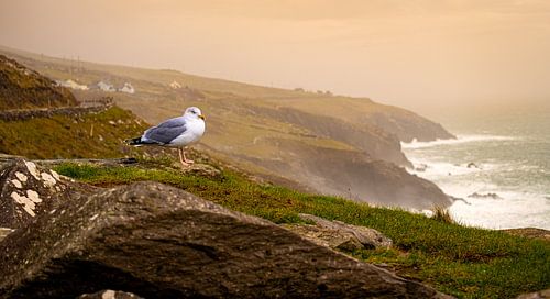 Gull on the beautiful Irish coast.