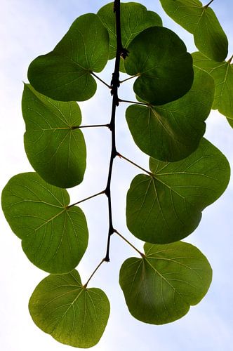 GROEN BLAD 3