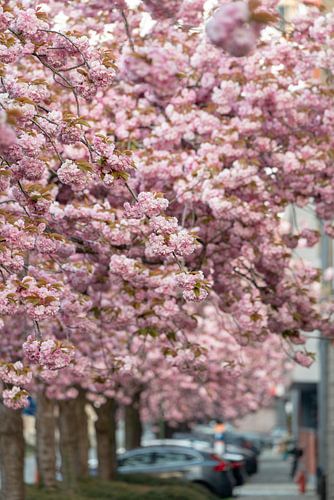 Japanese cherry