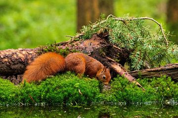 Squirrel by Merijn Loch