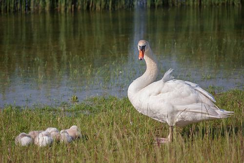 zwaan met haar jongen