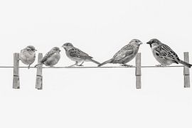 Sparrow family on the washing line