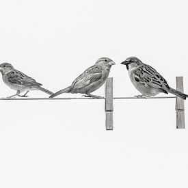 Famille de moineaux sur la corde à linge sur Tonny Verhulst