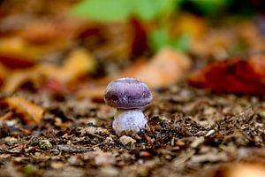 Little Mushroom sur Chantal Tamming