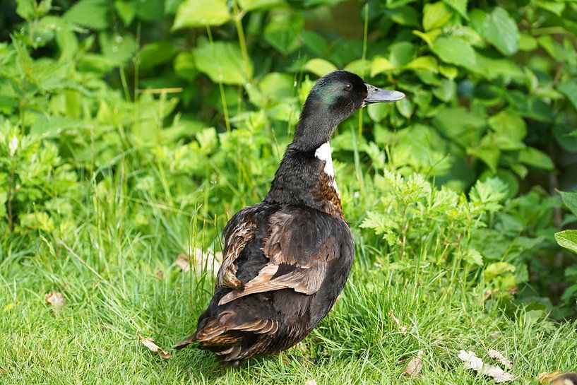 Mallard on shore by Babetts Bildergalerie