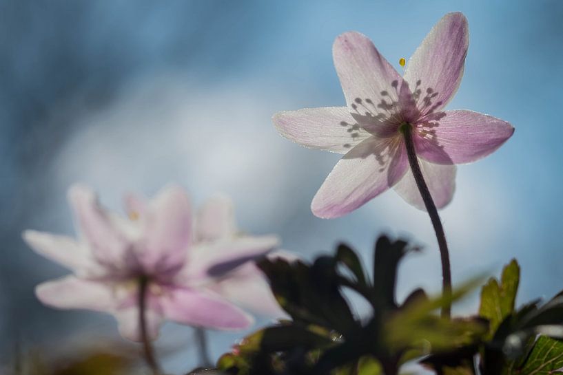 Bosanemonen von Karin Tebes