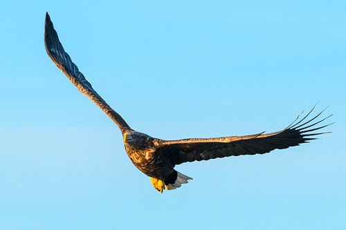 Zeearend vliegend in de lucht