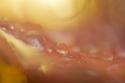 Abstrakter Tropfen im Herbst