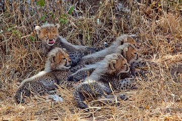 5 jonge cheetahs van Peter Michel