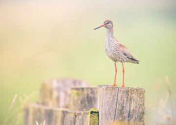 Tureluur vogel in vroege ochtendlicht. van natascha verbij