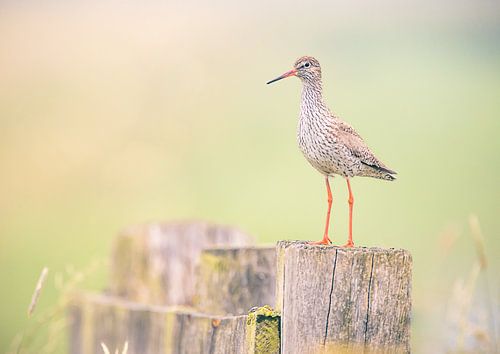 Tureluur vogel in vroege ochtendlicht.