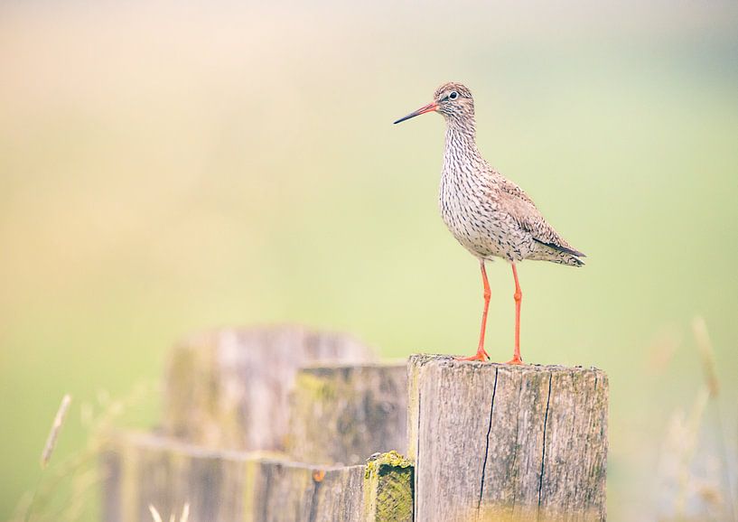 Redshank bird in early morning light. by natascha verbij