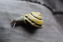 Schneckentempo von Sybren ter Schuur