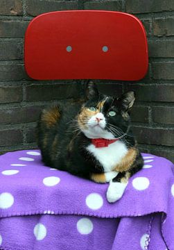 Nice tabby cat with green big eyes