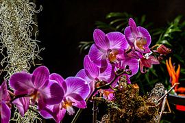 The play of light on the blossoms by Photoart-Naegele
