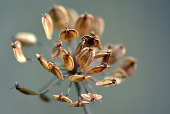 Makro-Stillleben mit Trockenblumen