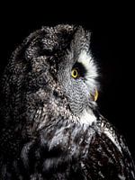 Great gray owl