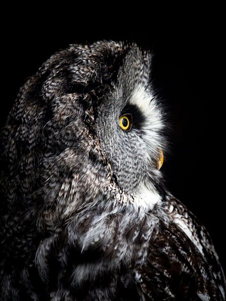Grote grijze uil van Scholtes Fotografie