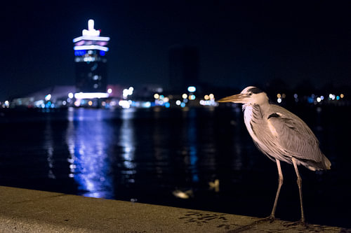 Reiher von Amsterdam in der Nacht