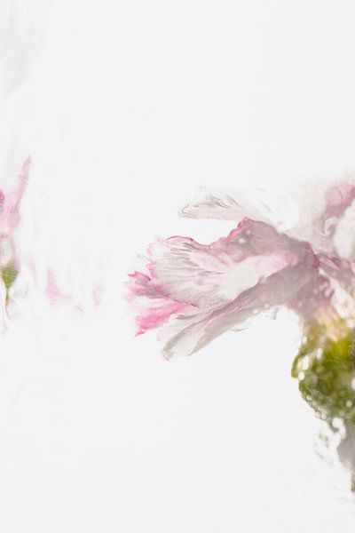 Carnation in ice 1 by Marc Heiligenstein