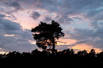 Sonnenuntergang Drunense Dünen mit Silhouette Baum von Zwoele Plaatjes