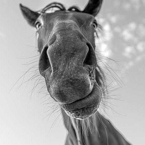 Horse close up in black and white with distortion by Harrie Muis