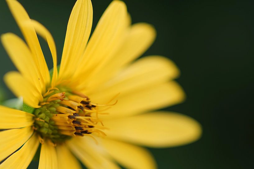 Solid sunflower by Julien Willems Ettori