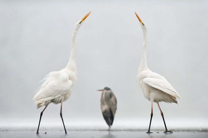 Two Great Egrets in a Mexican standoff by AGAMI Photo Agency