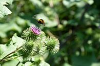 Hummel beim Anflug von Marcel Ethner Miniaturansicht