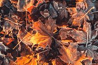 Bevroren herfstbladeren - De eerste vorst