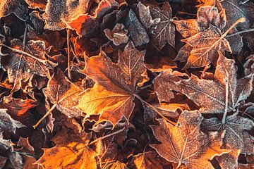 First Frost - Frozen Autumn Leaves by Catrin Grabowski