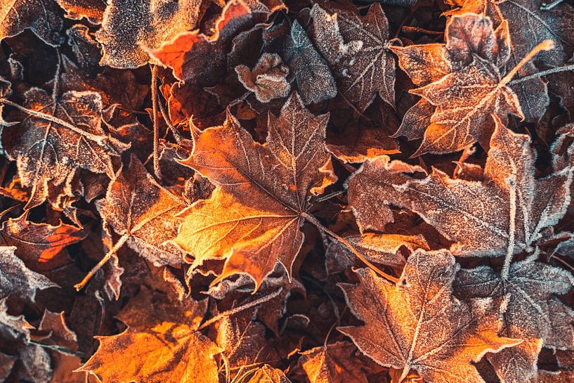 Der erste Frost - Gefrorenes Herbstlaub von Catrin Grabowski