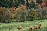 Autumn landscape