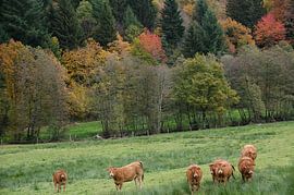 Herfstlandschap van Ghislain Decoster