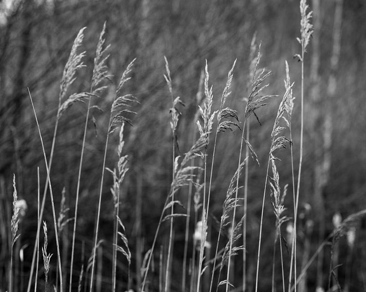 Tall grass by Dennis Ipema